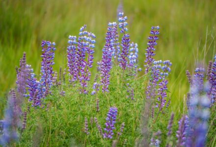 📊 Ciekawostka: Rozbudowana Infografika o&nbsp;Lorem Ipsum